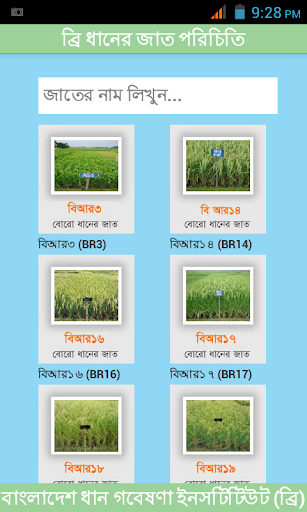 BRRI Rice Varieties Bangladesh
