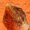 Frilled Necked Lizard