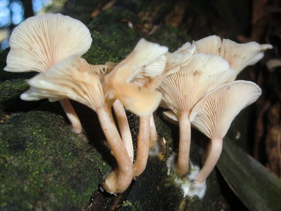 Pleurotus sp? | Project Noah
