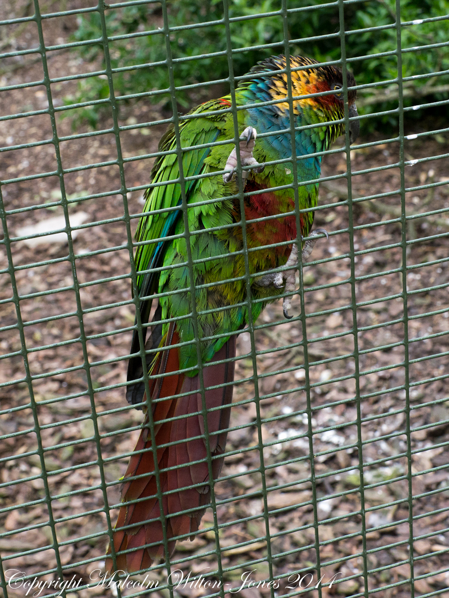Ochre-marked Parakeet