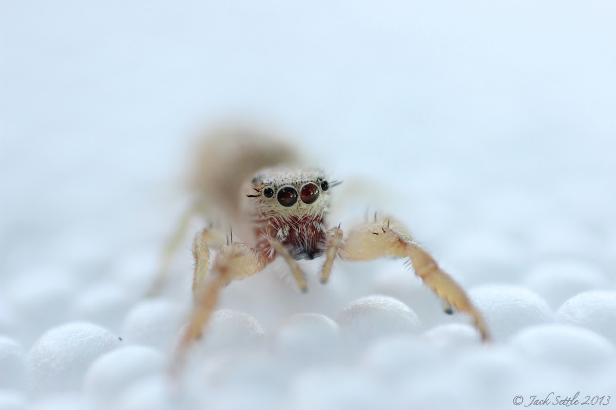 Unknown Jumping Spider