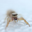 Unknown Jumping Spider