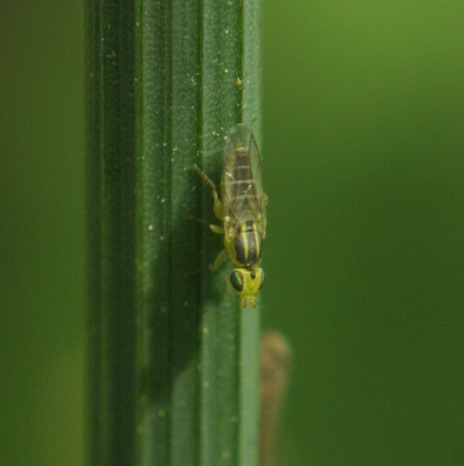 Grass Fly