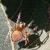 Hairy Field Spider