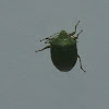 Southern Green Stink Bug