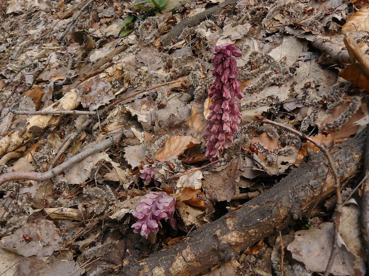 Common Toothwort / Обикновена горска майка