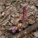 Common Toothwort / Обикновена горска майка