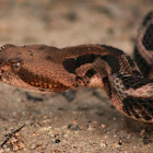 Canebrake Rattlesnake