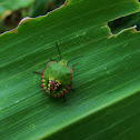 Green stink bug nymph