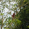 Red Leaf Monkey