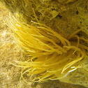 Snakelocks anemone, smeđa vlasulja