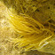Snakelocks anemone, smeđa vlasulja