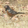 San Clemente Spotted Towhee
