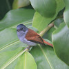 Common Name  Mascarene Paradise-Flycatcher