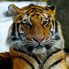 by Wendell Kennedy - Animals Lions, Tigers & Big Cats