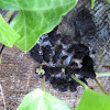 black fungi
