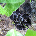 black fungi