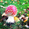 Fly agaric