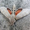 Ello Sphinx Moth