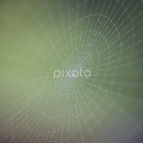 Dew Patterns by Nick Schroeder - Nature Up Close Webs