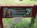 Asian Elephant   