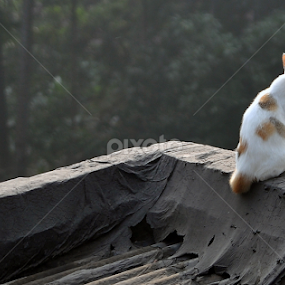 Winter Morning by Animesh Das - Animals - Cats Kittens
