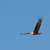 Aguila Calva (Bald Eagle)