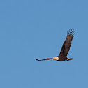 Aguila Calva (Bald Eagle)