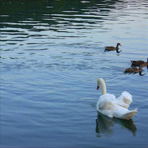 Swan Lake-Live Wallpaper! logo