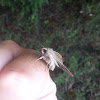 Armyworm Moth