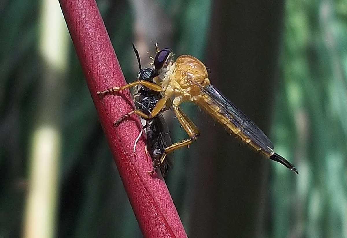 Robber fly
