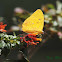 Cloudless Sulphur