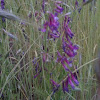 Vetch