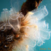 Light bulb ascidian. Ascidia