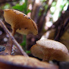 Fringed Polypore