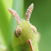 Northern Green-striped Grasshopper, nymph