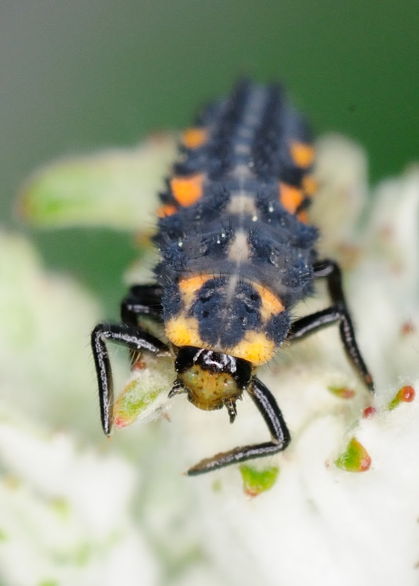 larva of seven-spot ladybird, larva de mariquita de siete puntos