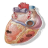 Sonidos Cardiacos mobile app icon