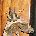 Oleandar Hawk Moth