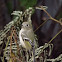 Ruby-crowned Kinglet