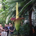 Titan Arum