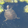 Florida Redbelly Turtle