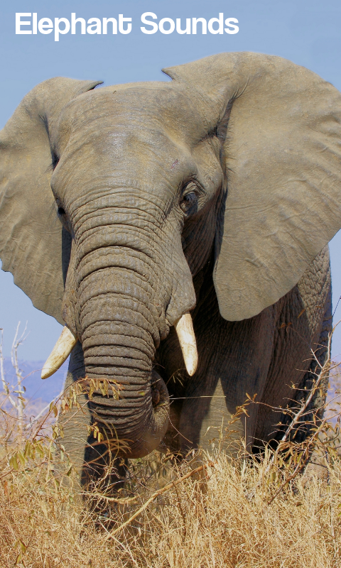 Elephant Sounds - Android Apps on Google Play