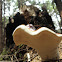 unknown polypore