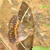 Sugar-cane Borer Moth