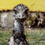Emu by Kerry Smith -  