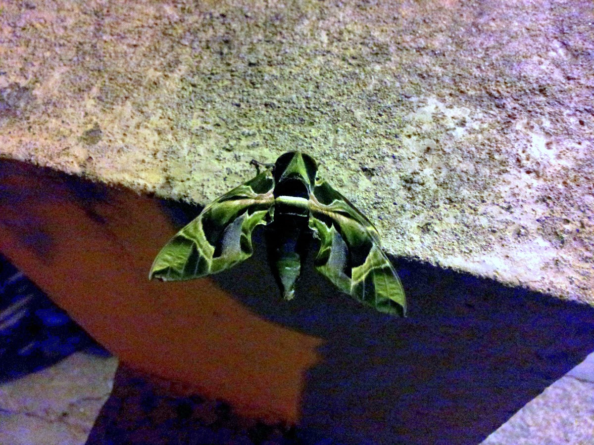 Oleander Hawk Moth\Green army moth
