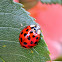 Asian or harlequin ladybug