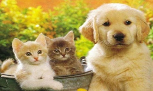 Divine Cats Screenshots 4