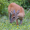 White-tailed deer (male)